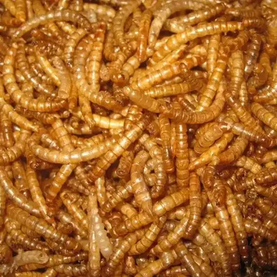 Yellow mealworms
