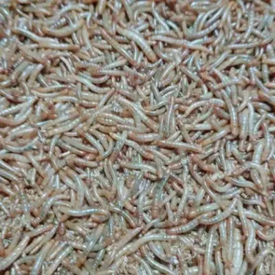Super Mealworm