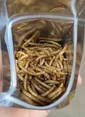 mealworms for poultry feed wholesale bulk