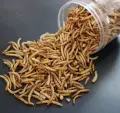 Bulk Defatted Mealworm Protein Powder