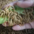 image thumbnail