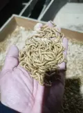 مورد بروتين الحشرات بالجملة