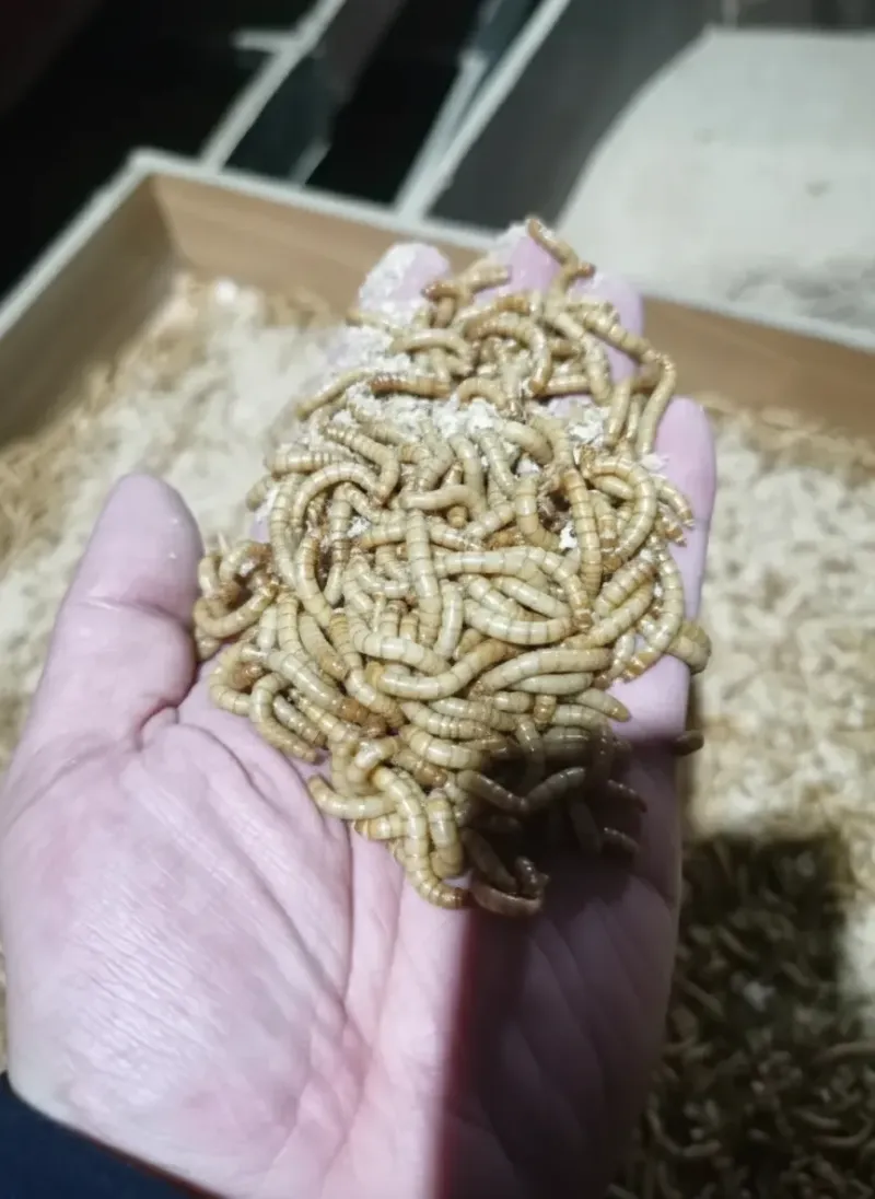 bulk insect protein supplier