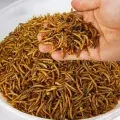 Mealworms for chickens feed