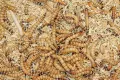 dried mealworms for aquaculture feed supplier