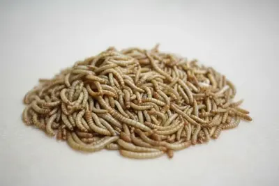 mealworms supplier China