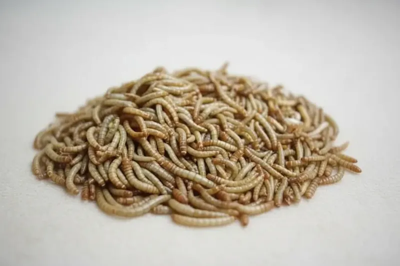 fournisseur de vers de farine Chine
