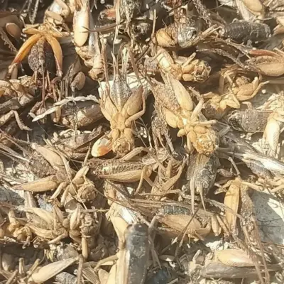 Chinese Wholesale Manufacturer of Bulk Dried Crickets