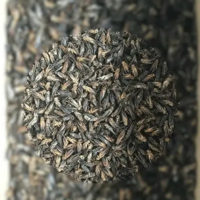 Bulk Supplier of Whole Dried Crickets