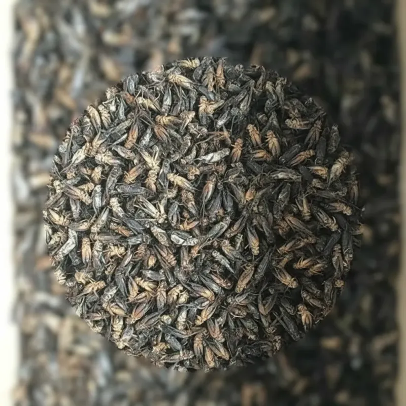 Bulk Supplier of Whole Dried Crickets