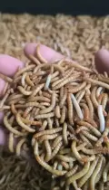 Black Soldier Fly Protein — For Protein Bar Production
