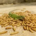 miniatura de imagen