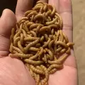 low temperature dried bulk mealworms for feed industry