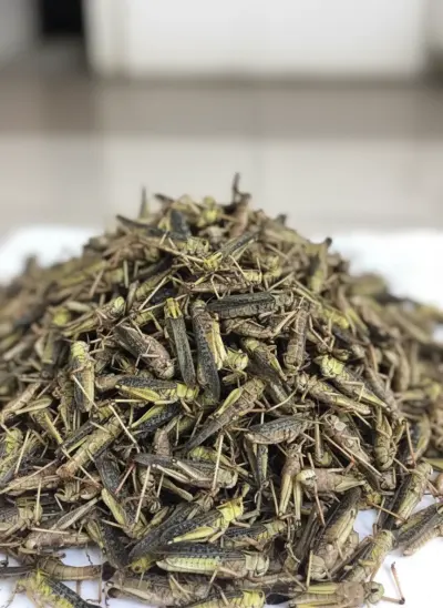 Dried Locust Supplier for Pet Food