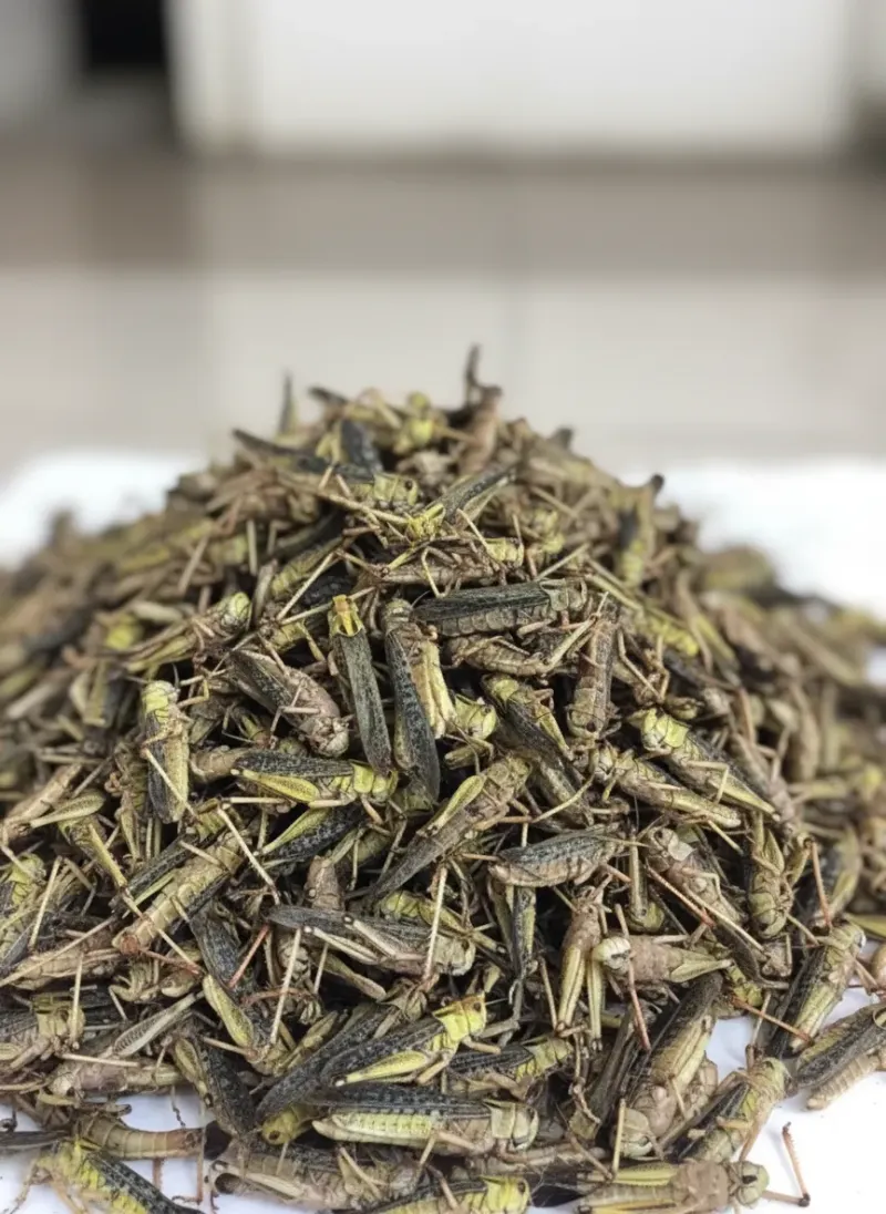Dried Locust Supplier for Pet Food