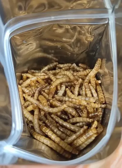Non-GMO organic bulk mealworms wholesale supplier