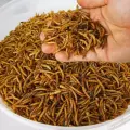 кормовые мучные черви оптом для комбикорма кур-несушек