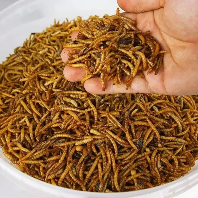 bulk mealworms for layer poultry feed wholesale
