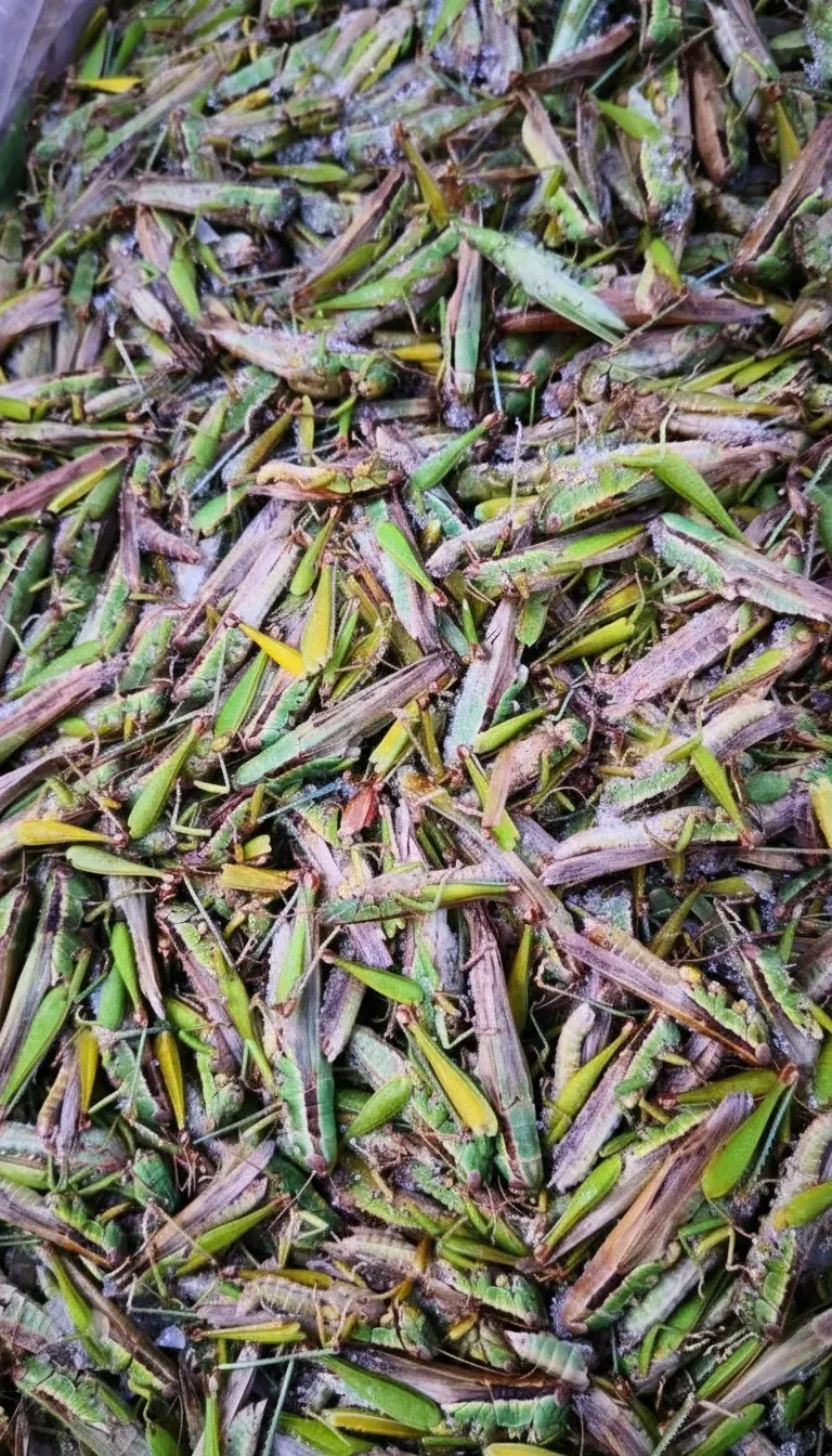 Zero-Additive Dried Locusts for Organic Feed