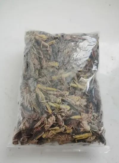 Chinese bulk exporter of dried grasshoppers