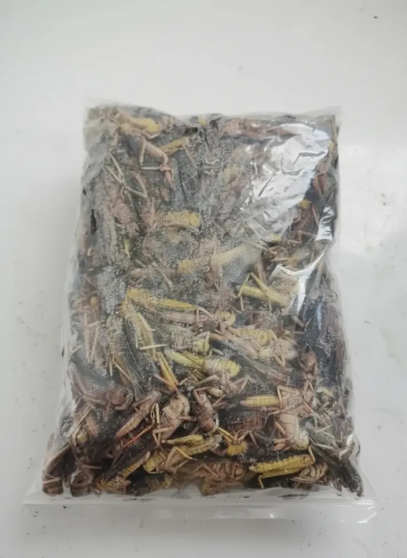 Chinese bulk exporter of dried grasshoppers