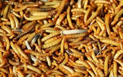 Mixed batch black soldier fly products wholesale supplier