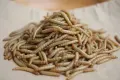Black Soldier Fly Larvae — Bulk Producer for Hydroponic Feed