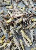 Bulk Supply of Dried Grasshoppers for Insect Protein Premixes