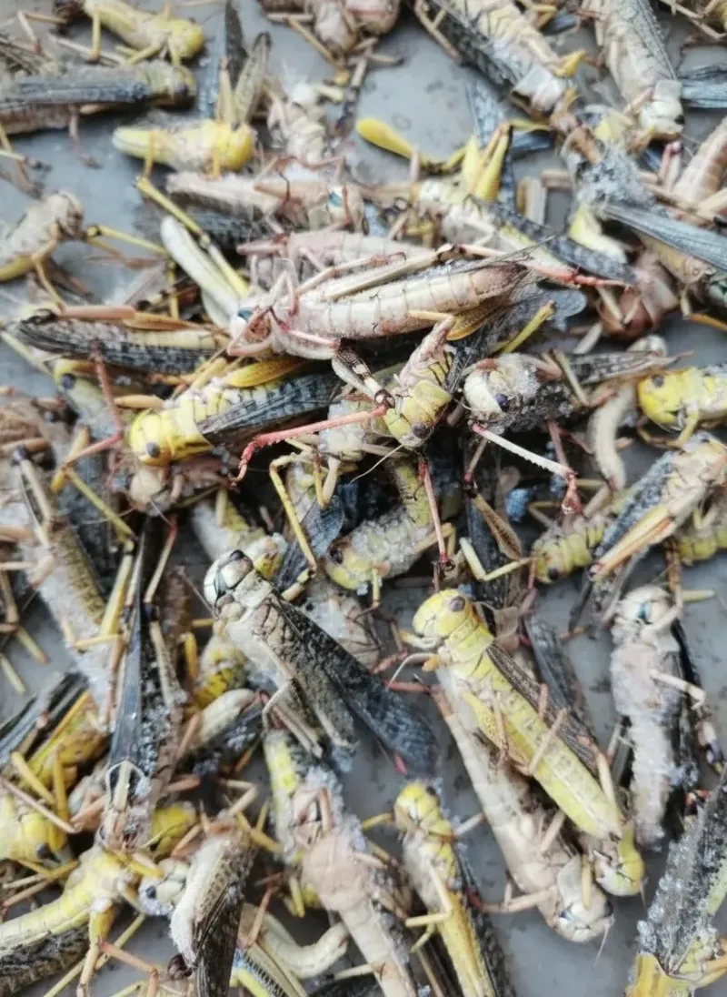 Bulk Supply of Dried Grasshoppers for Insect Protein Premixes