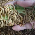 миниатюра изображения