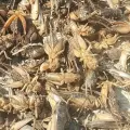 Crickets secos a granel para la producción de alimentos para mascotas