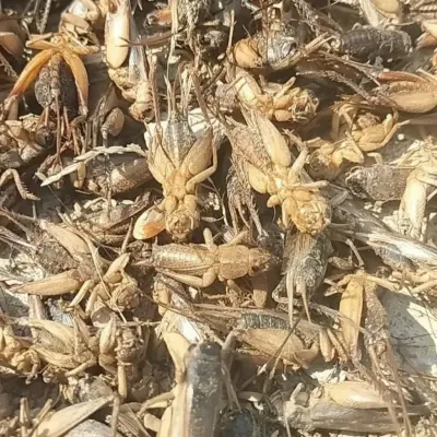 Bulk Dried Crickets for Pet Food Production