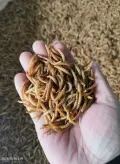 صورة مصغرة