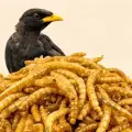 Оптовые вакуумно-упакованные сушёные мучные черви