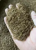 Bulk Black Soldier Fly Larvae for Shrimp Farming Feed