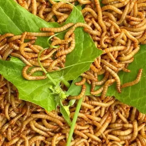 Gusanos de proteína para reptiles