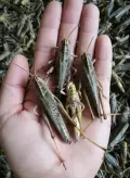 Concentrado de proteína de saltamontes de grado alimenticio (a granel)