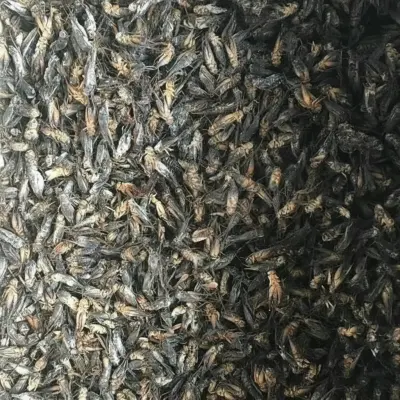 Industrial Bulk Dried Crickets for Feed Mills