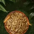 Proteinwürmer für Vögel