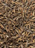 Crickets secos al por mayor para pienso de aves de corral