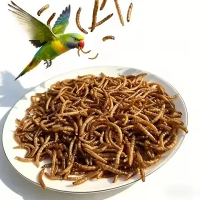 HACCP certified bulk mealworms wholesale distributor