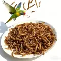 صورة مصغرة