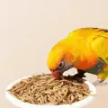 premium dried mealworms supplier