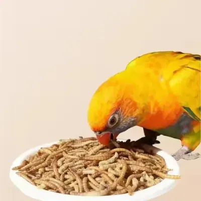premium dried mealworms supplier