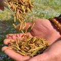 Larvas de mosca soldado negra — Proveedor mayorista para cría de reptiles