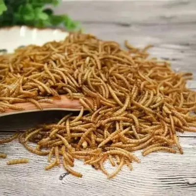 protein worms