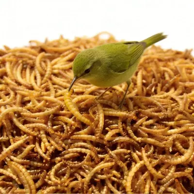 freeze-dried protein insects