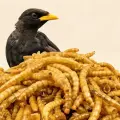 Bird high calcium worm treats