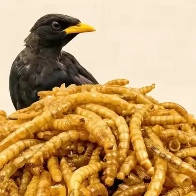 Bird high calcium worm treats