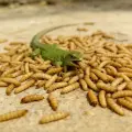 High calcium livestock feed worms